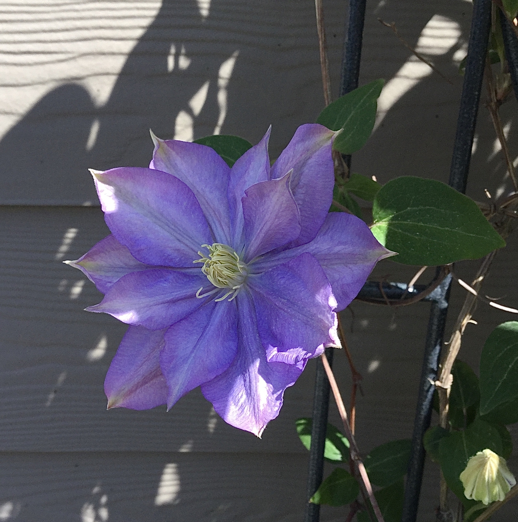 Clematis