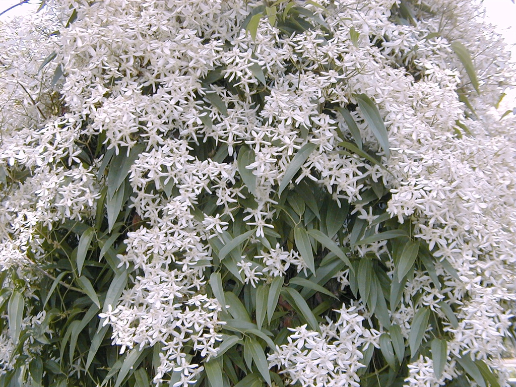 Flower and leaves