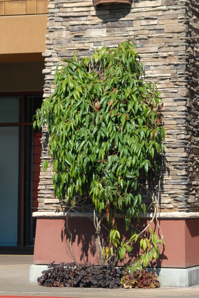 Clematis armandii Form