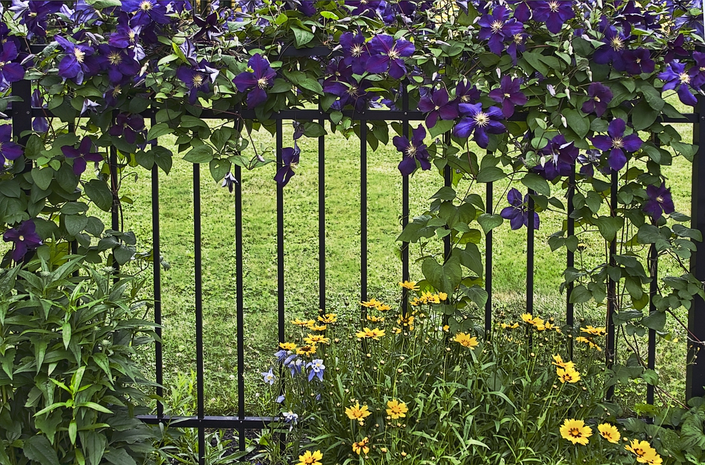 Flower and leaves