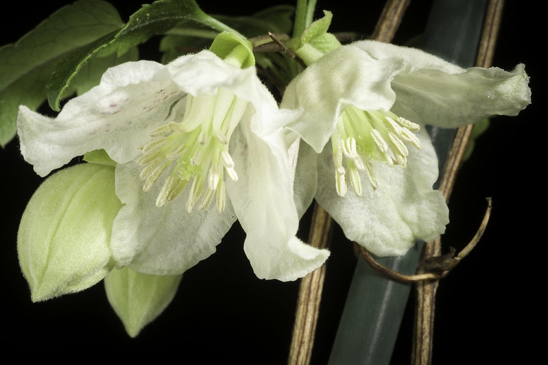 Close-up of two white flowers.