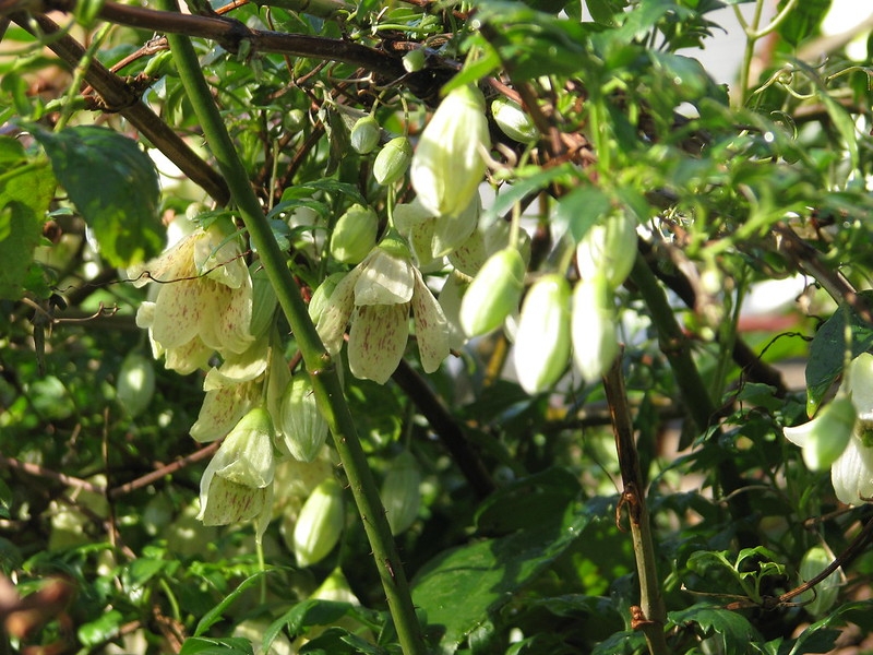 White flowers on a dense vine.