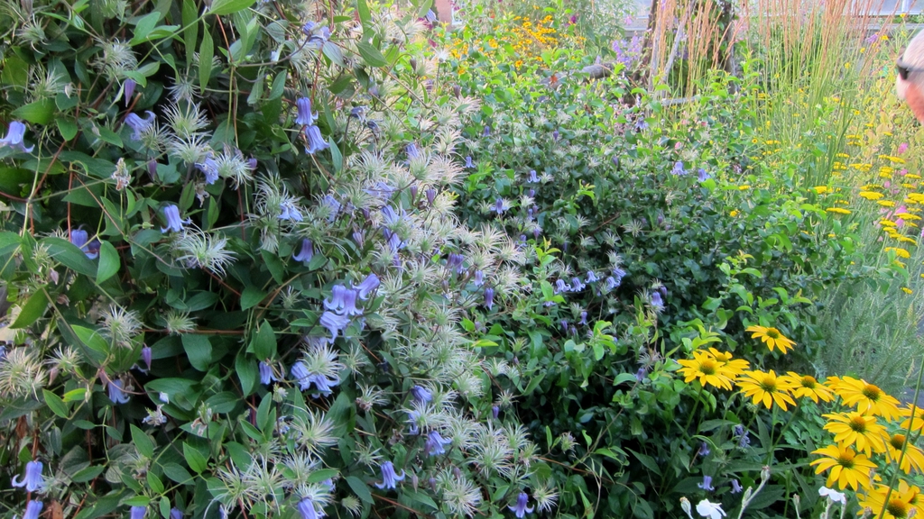 leaves and flowers