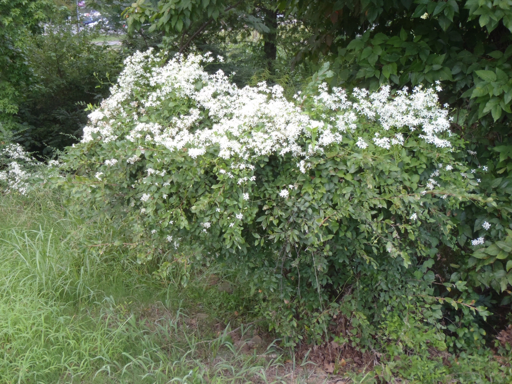 Clematis dioscoreifolia