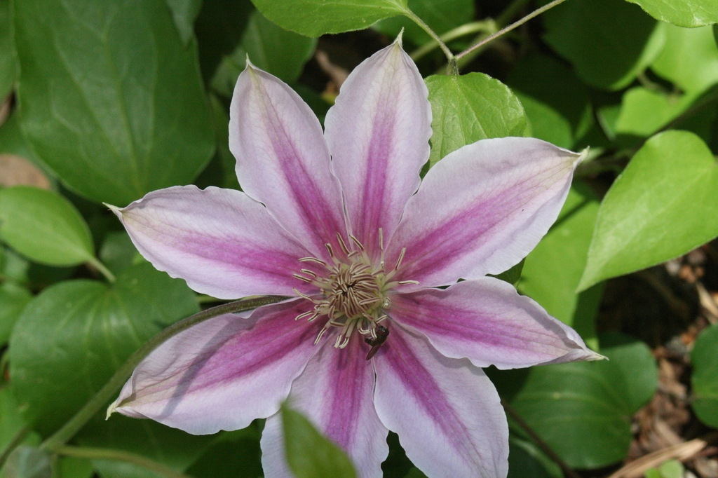 flower, Johnston County, NC