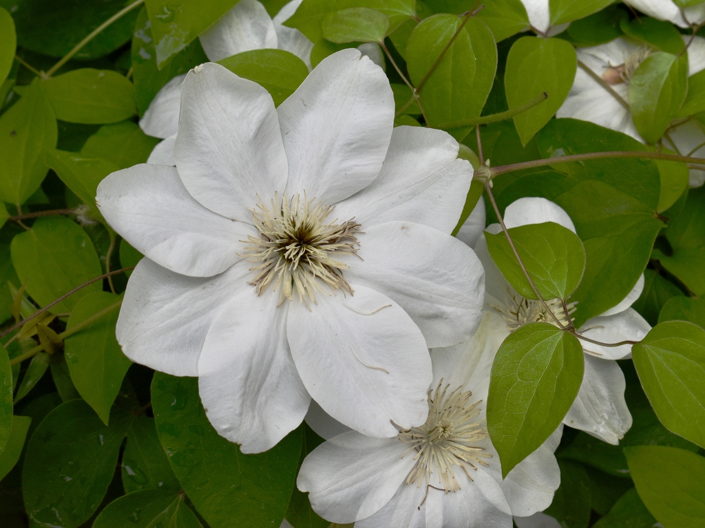 Large broad white petals  dense cluster of yellow stamens