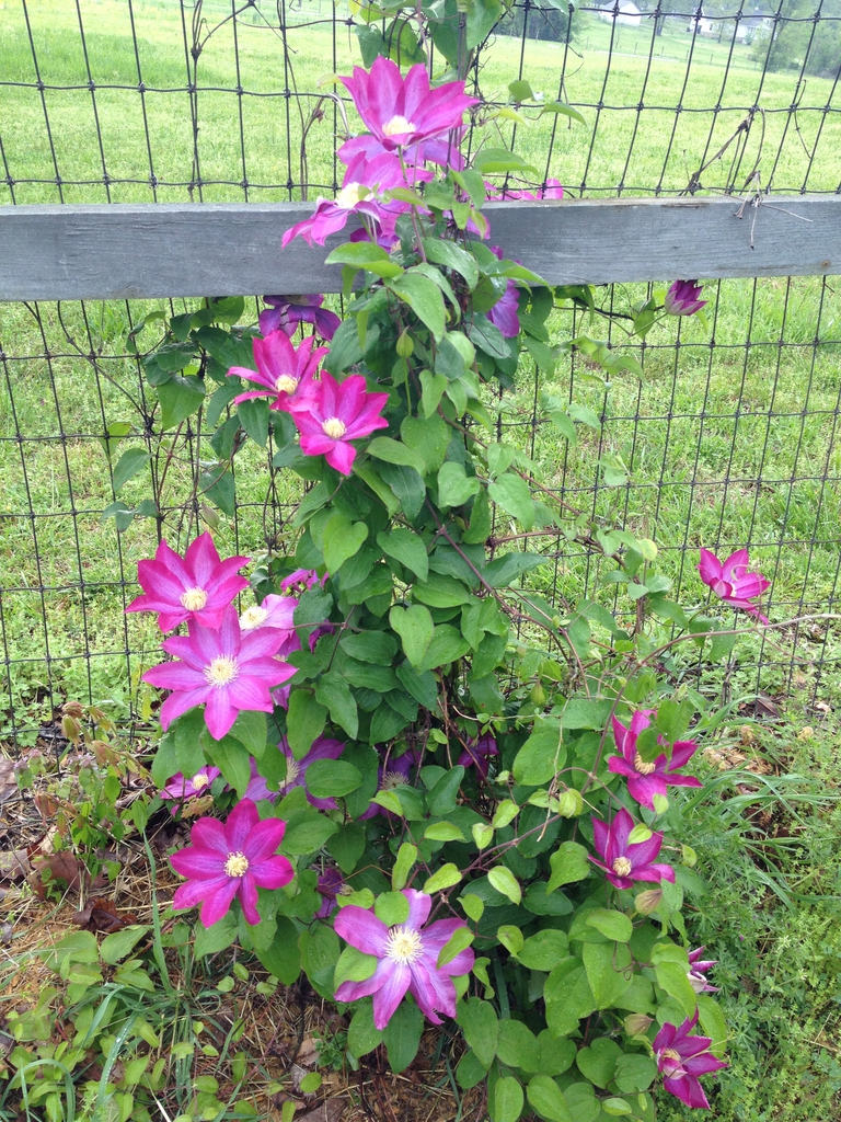 Clematis hybrid