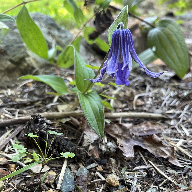 Low, sprawling herbaceous plant with pendulous blue flower