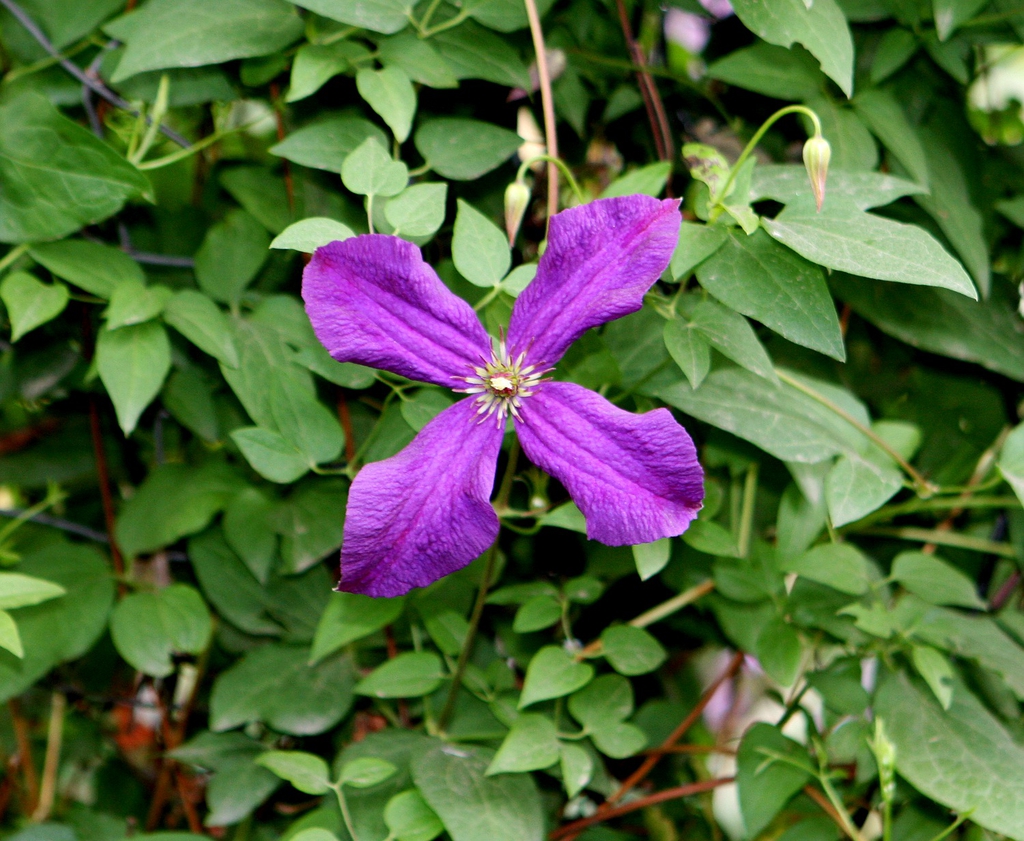 leaves and flowers