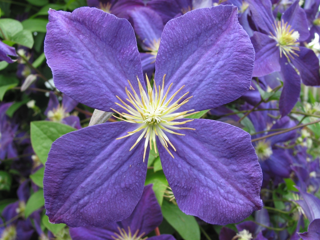 leaves and flowers