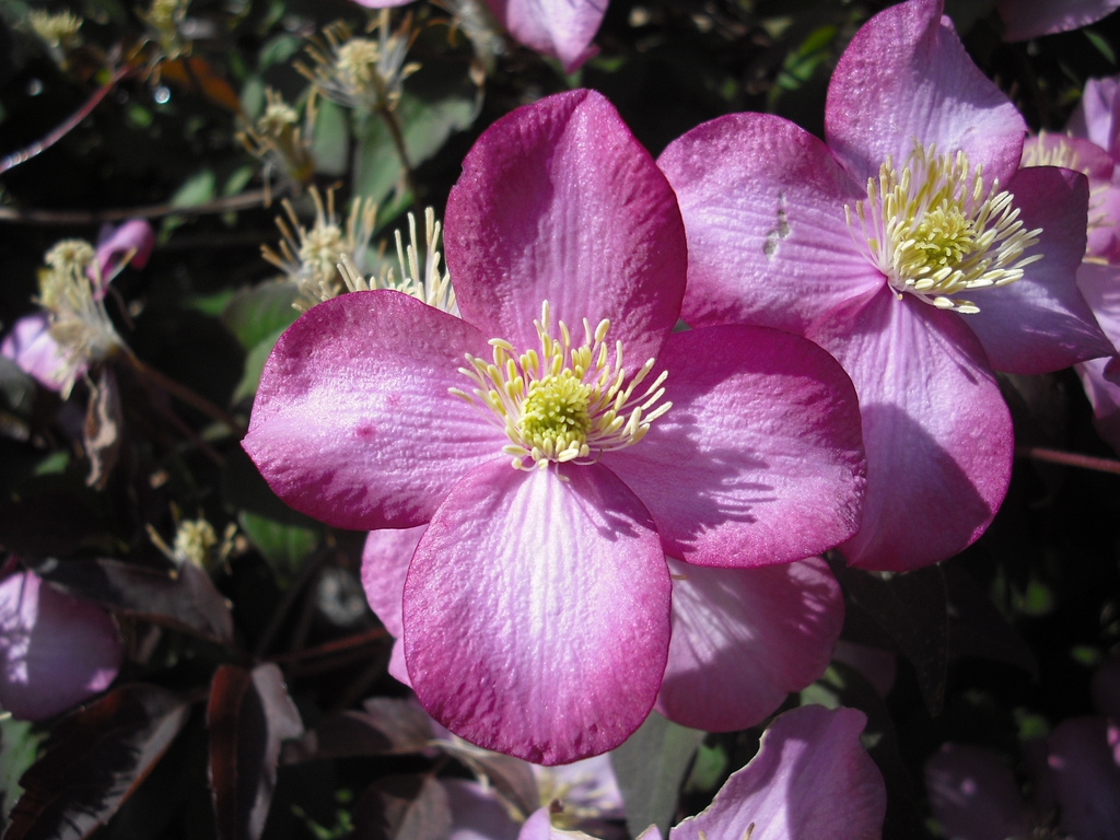 flowers
