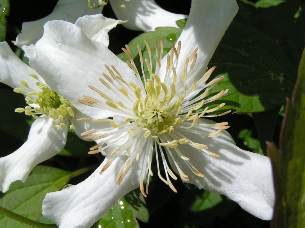 flowers
