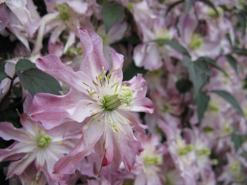 flowers