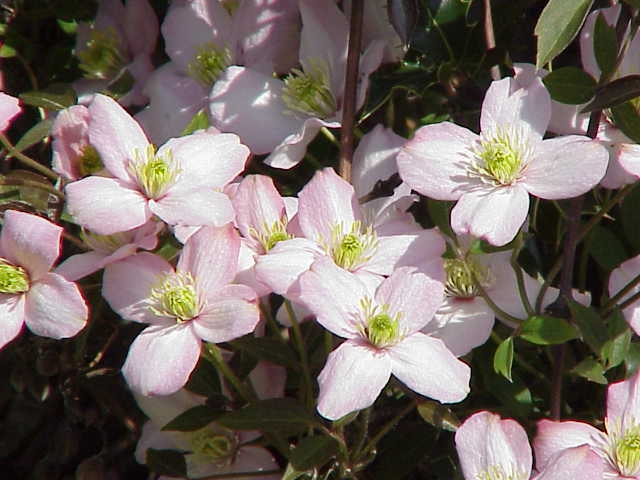 flowers