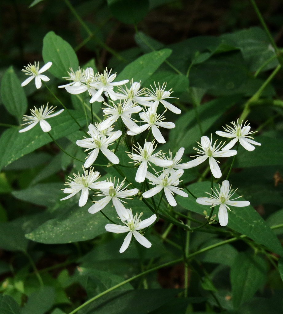 Flower and leaves