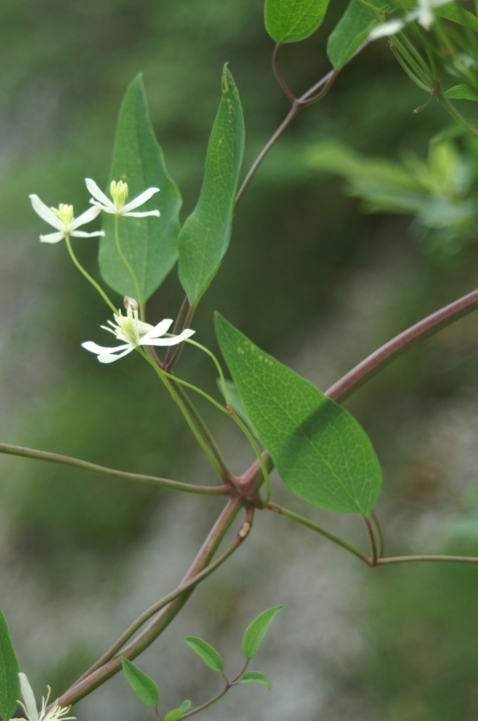 leaves and flowers