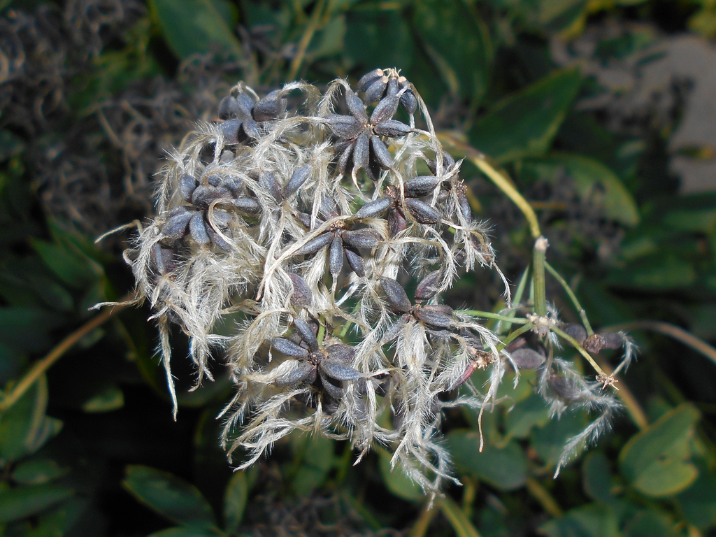 Clematis recta