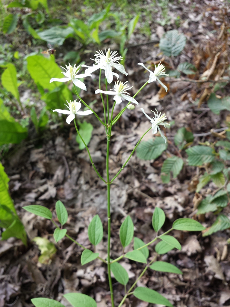 leaves and flowers