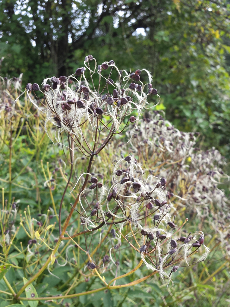 Clematis recta