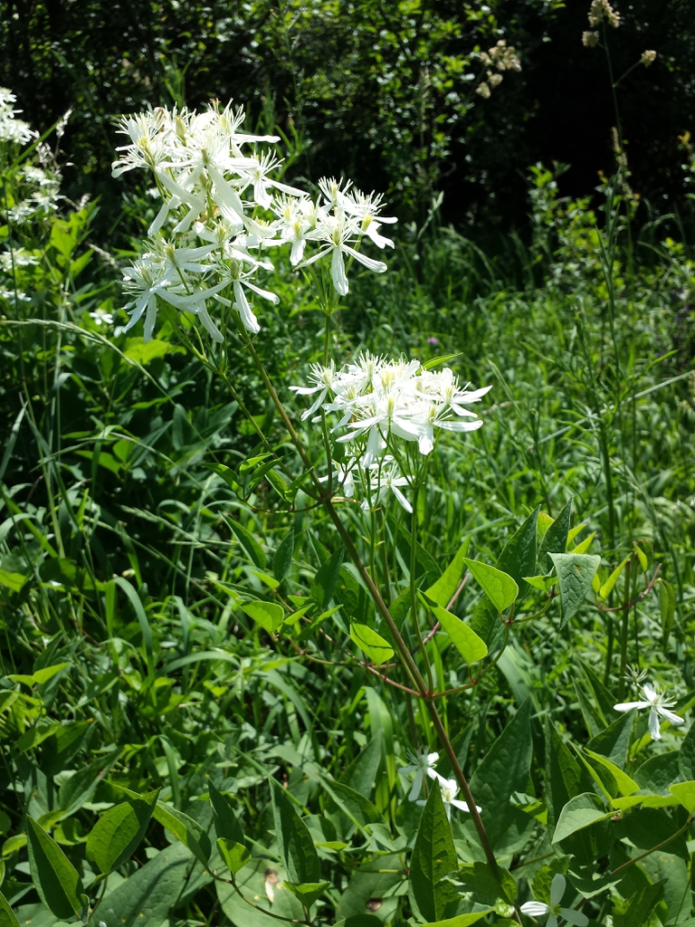 Flower and leaves