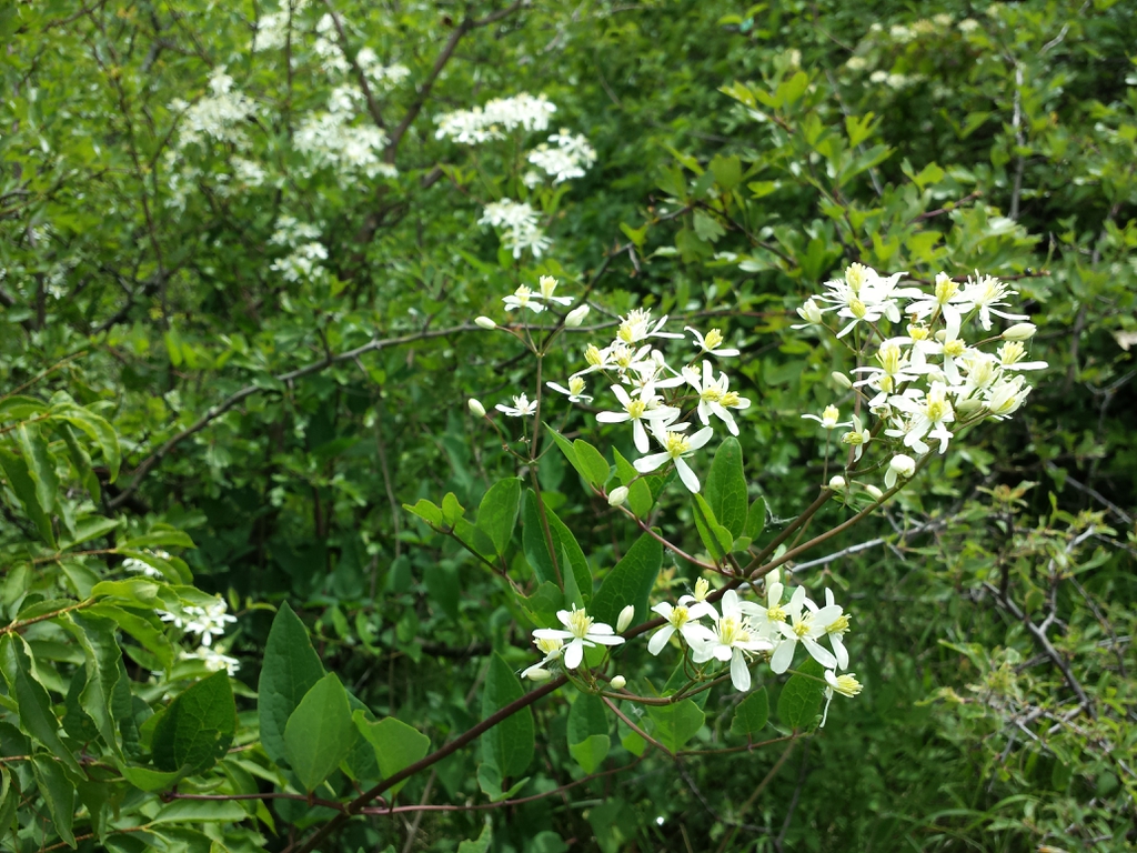 Flower and leaves