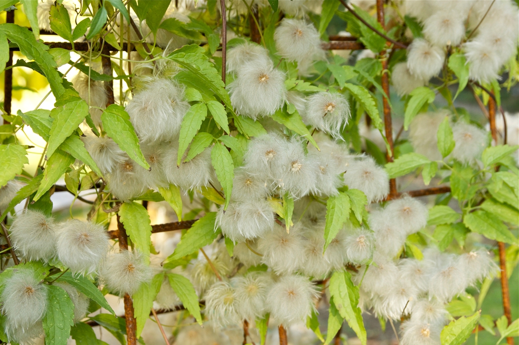 leaves and flowers