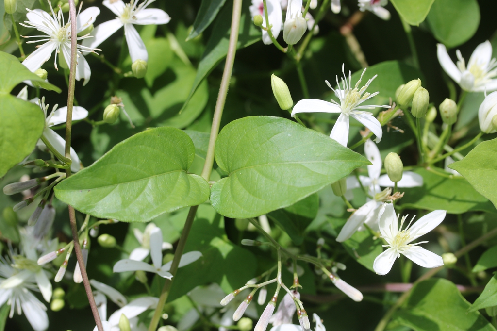 leaves and leaf arrangement