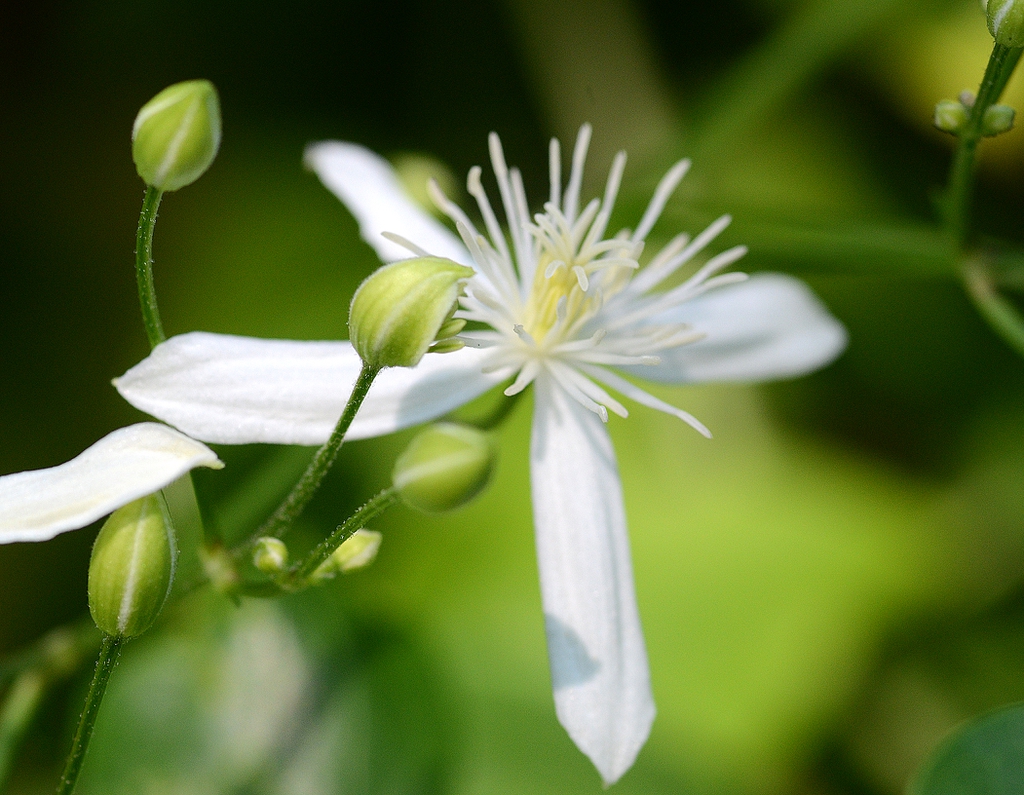 flower and buds