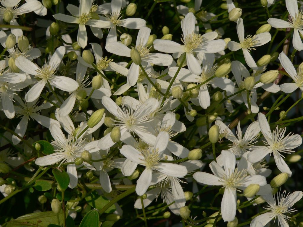 flowers, buds, and stems