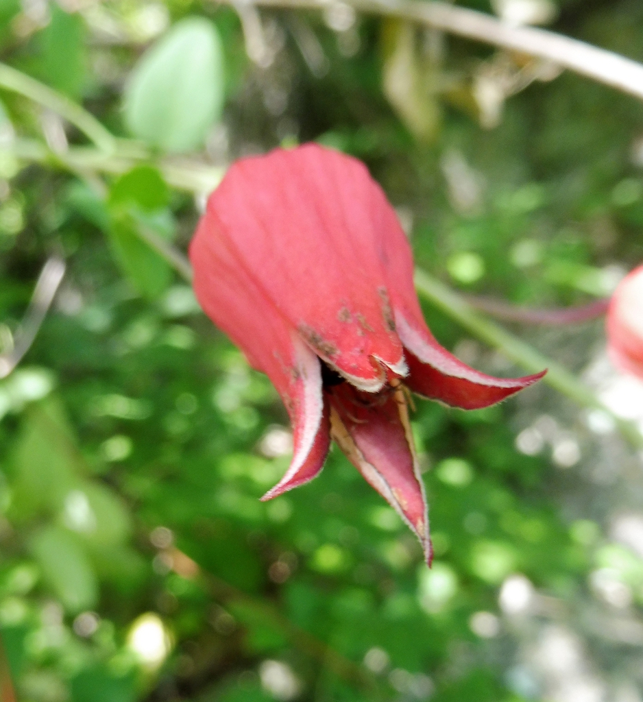Flower and leaves