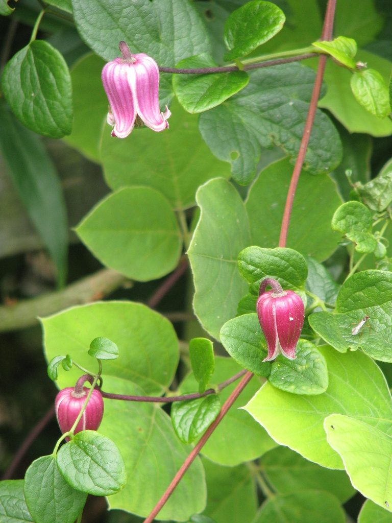 leaves and flowers