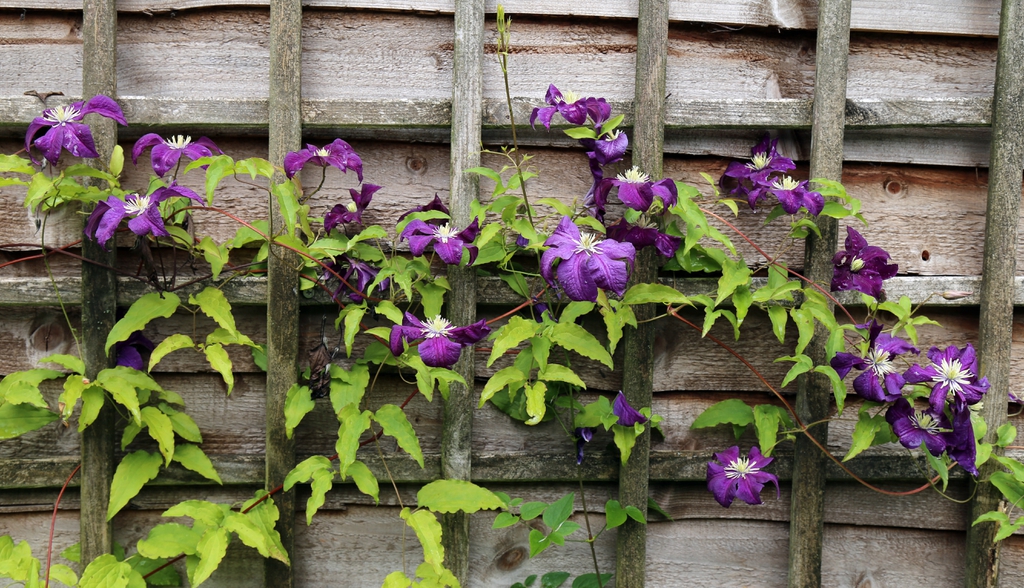 leaves and flowers