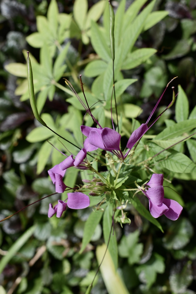 Flower & Seedpod- Aug. 16, Warren Co., NC