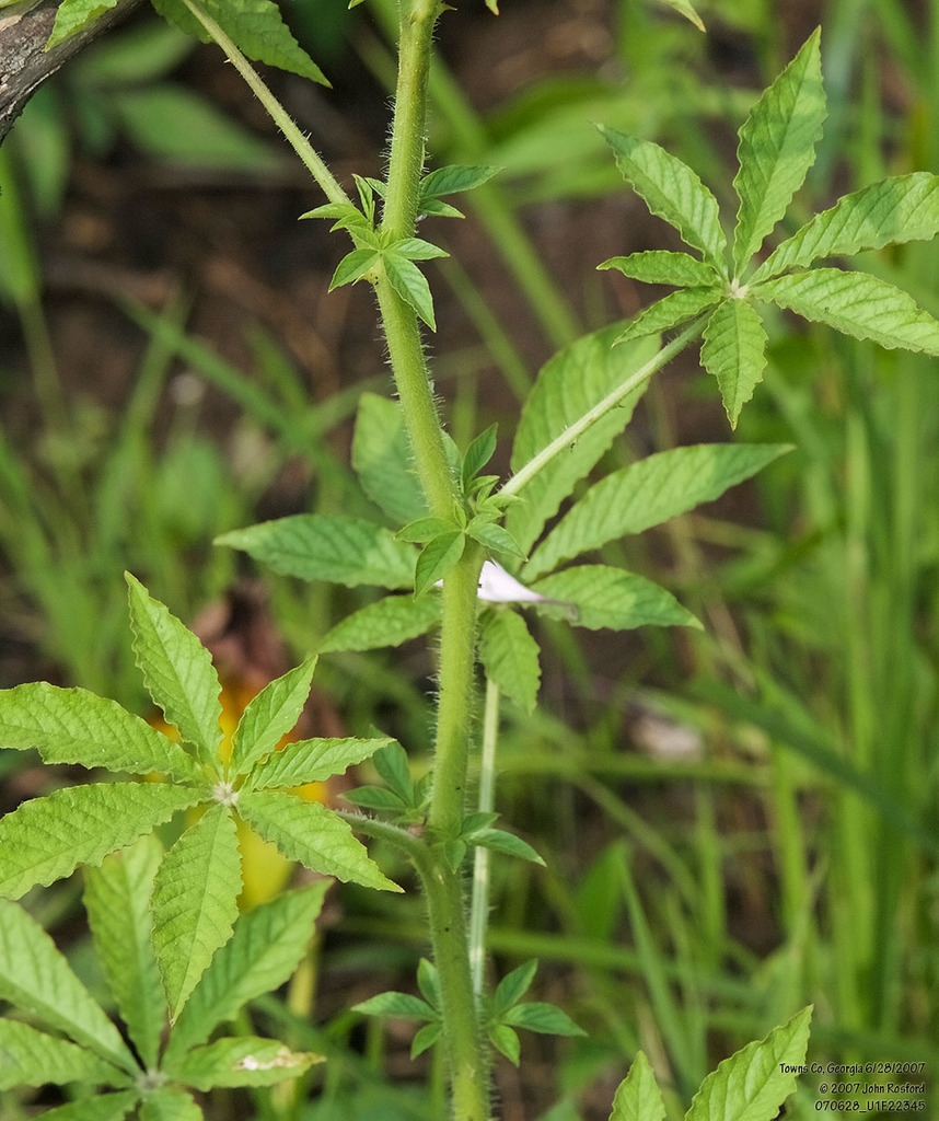 Hairs on stem