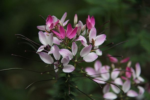 Cleome