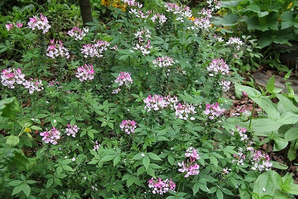 Cleome