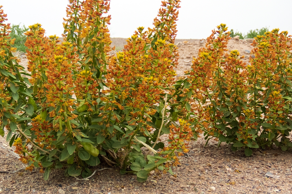 Form in bloom of C. coluteoides