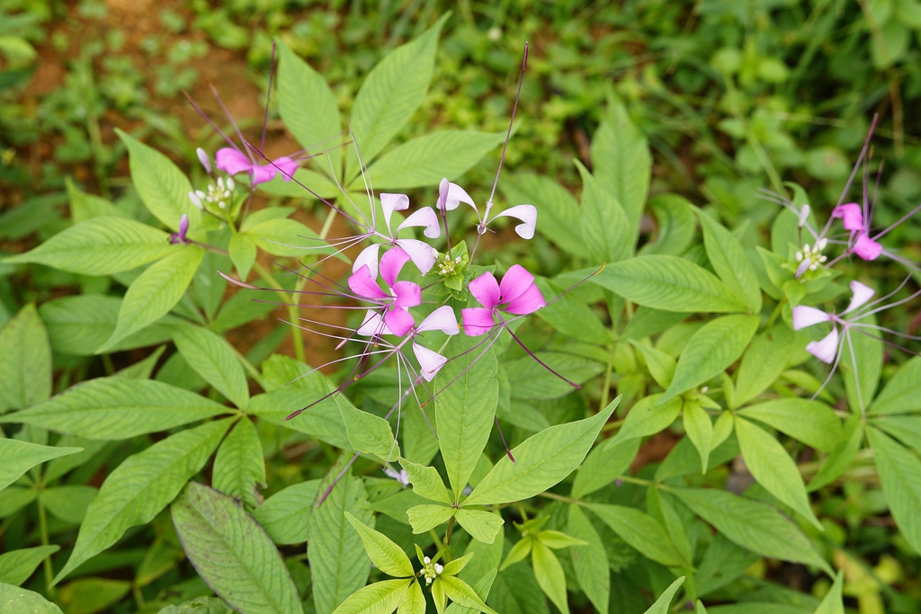 Compound leaves