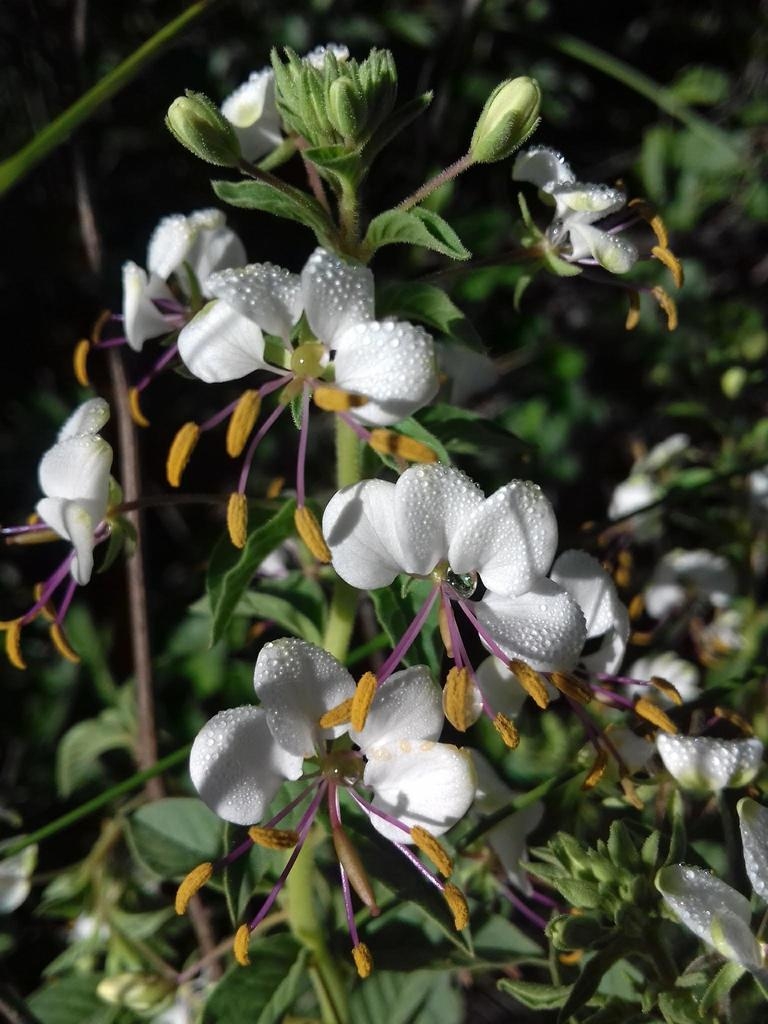 White flower of C. cordobensis