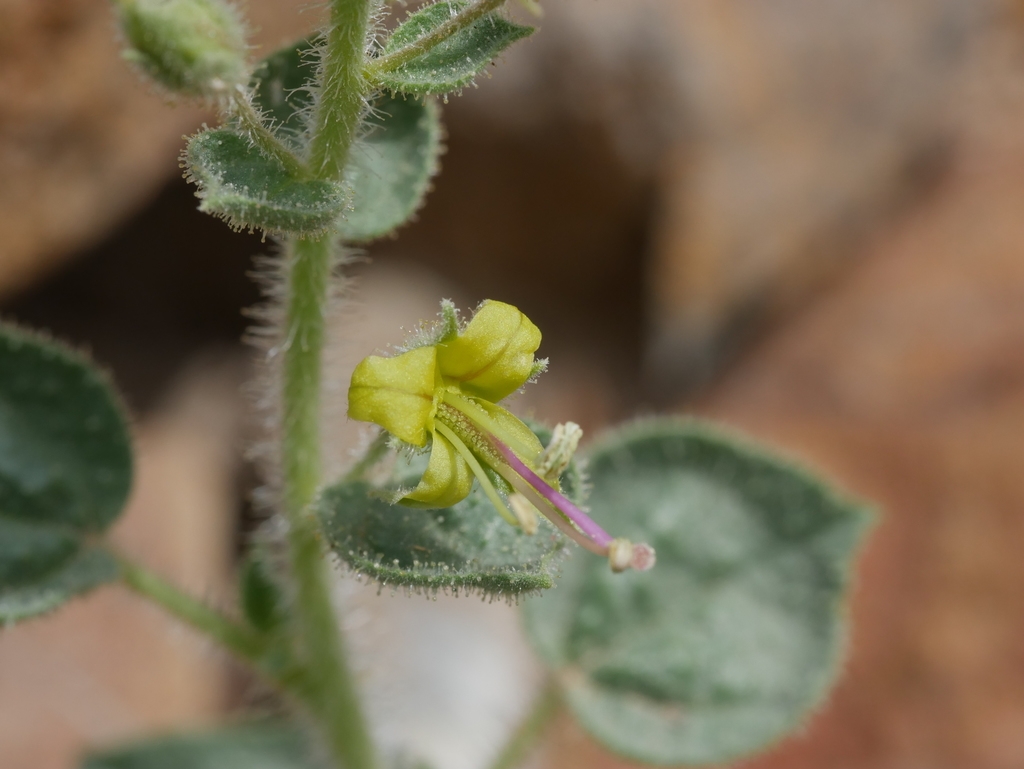 Yellow flower on a hairy stem with hairy leaves