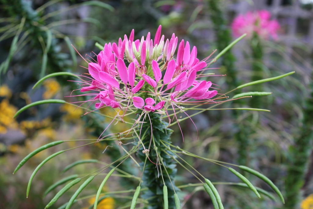 Pink flower