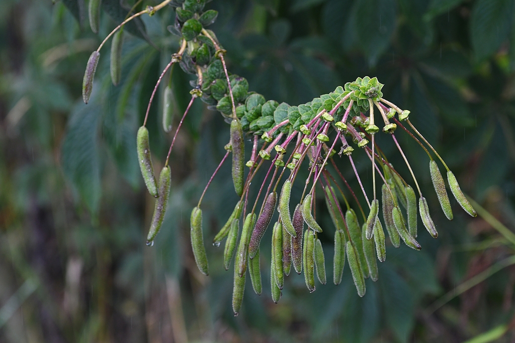 C. lechleri elongated seed pods forming
