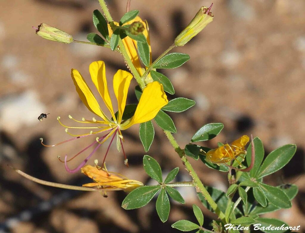 Yellow flowers of C. suffruticosa