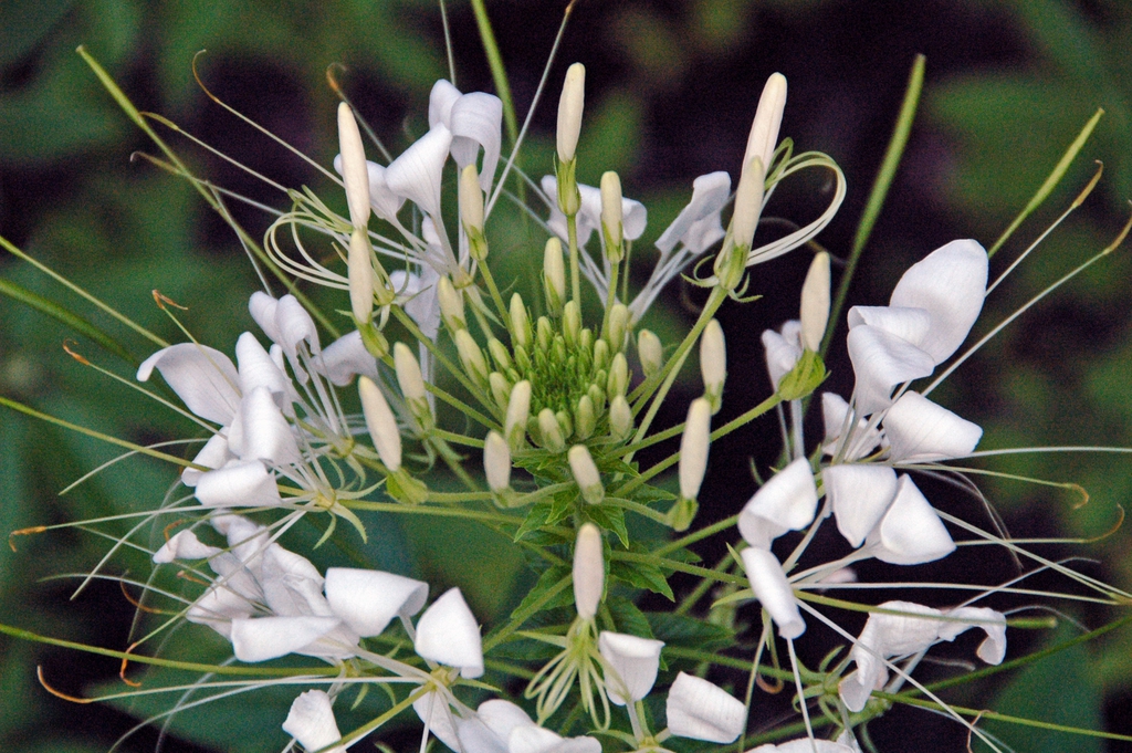 White flowers