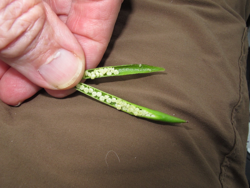 Seeds