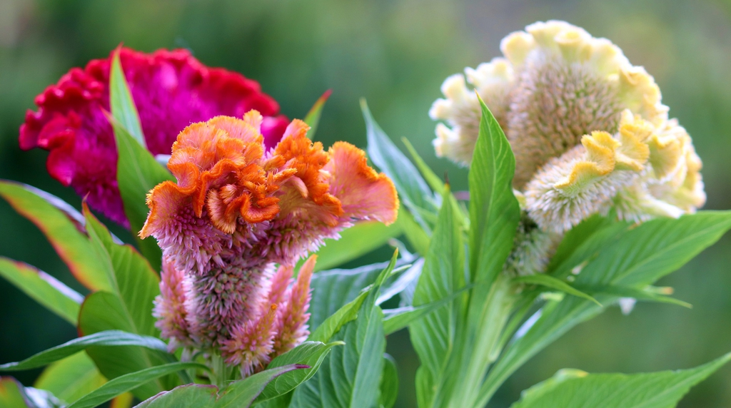Crested varieties