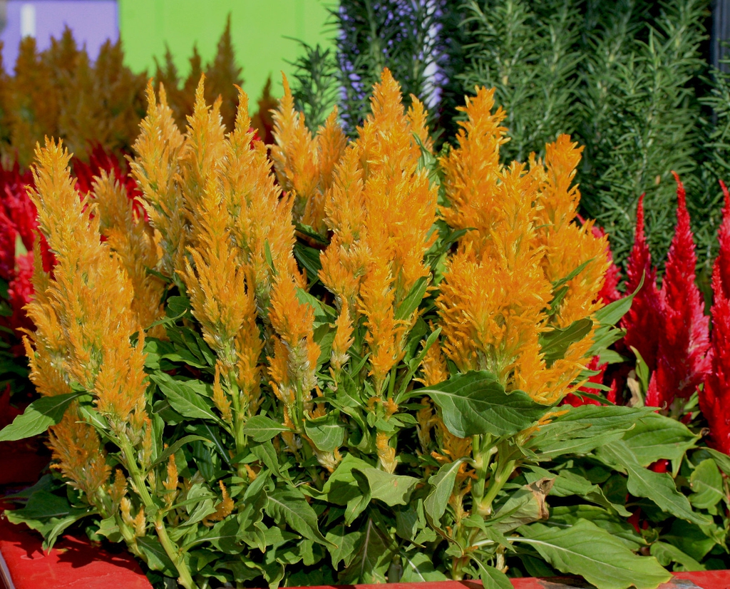 Celosia with yellow bloom