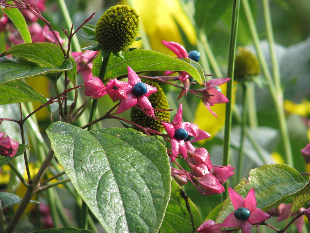 leaves and flowers