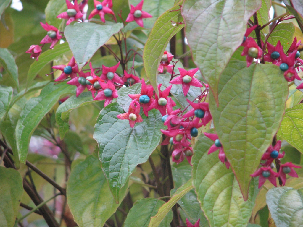 leaves and fruits