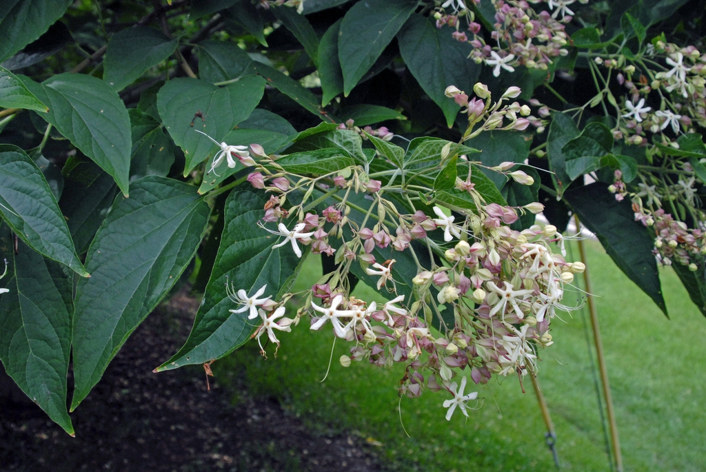 Clerodendron trichotomum